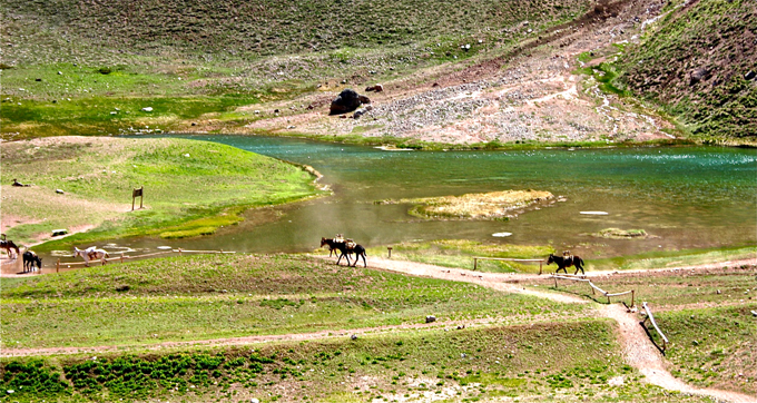 aconcagua_mules