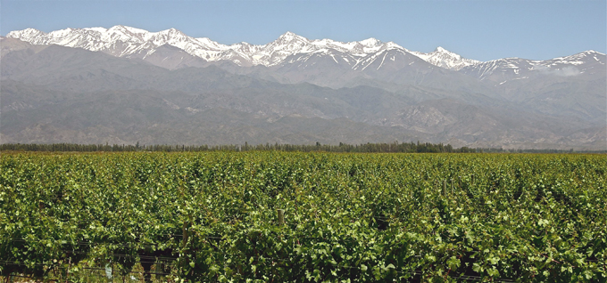 mendoza_vignes