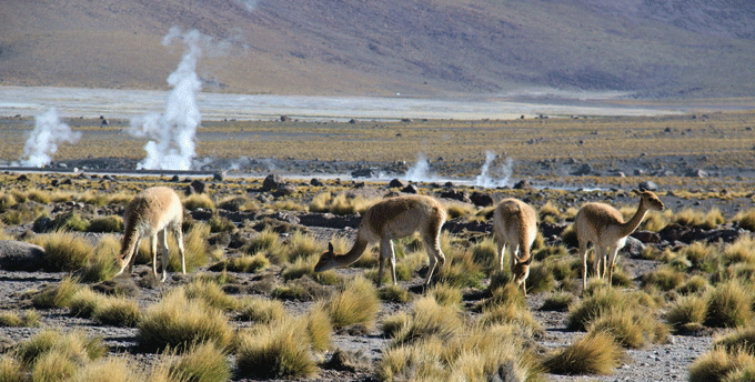 tatio6