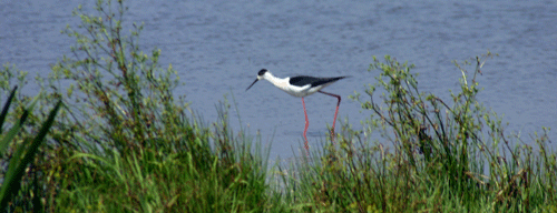 parc_oiseau