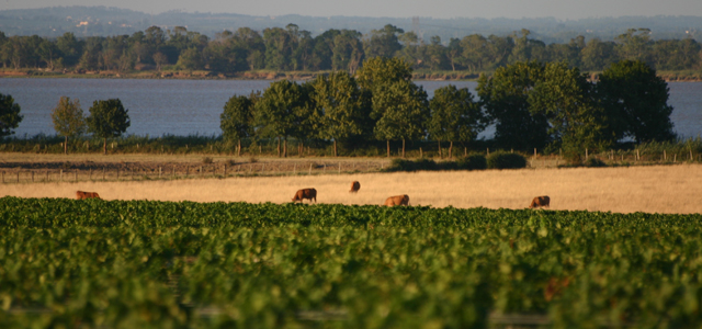 pauillac_vigne