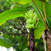 cacao_bananes