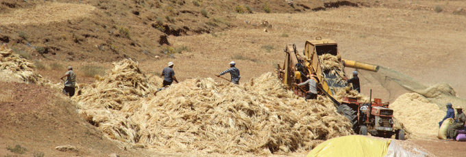 berberes_agriculteurs