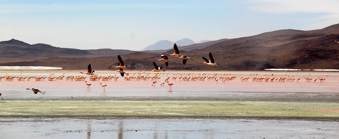 bolivie_flamants1