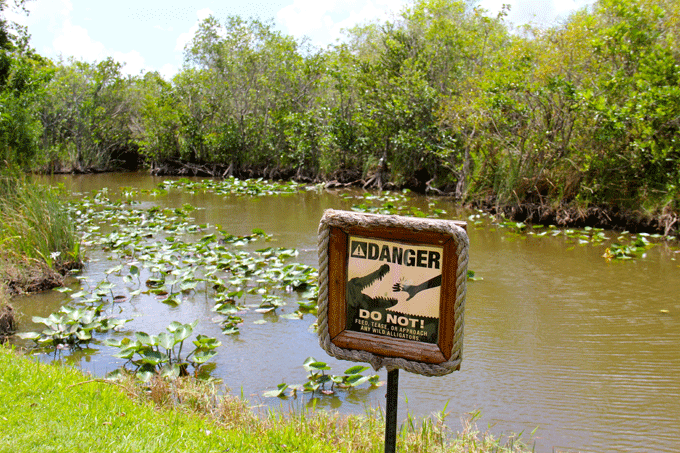 danger_gators