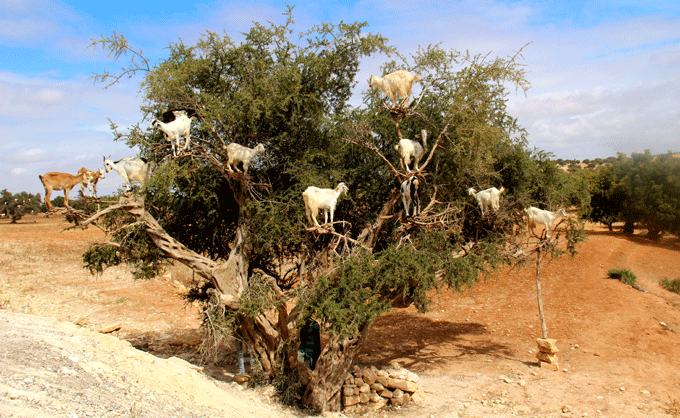 essaouira_chevres