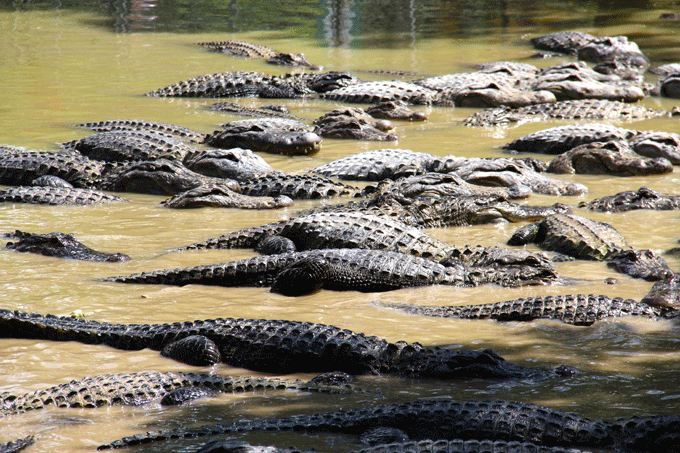 everglades_gators