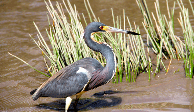 everglades_oiseau