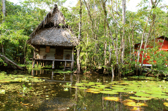 lac_mangrove