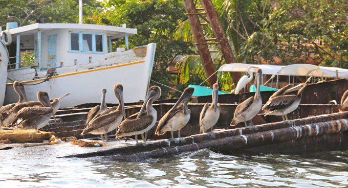 lac_pelicans