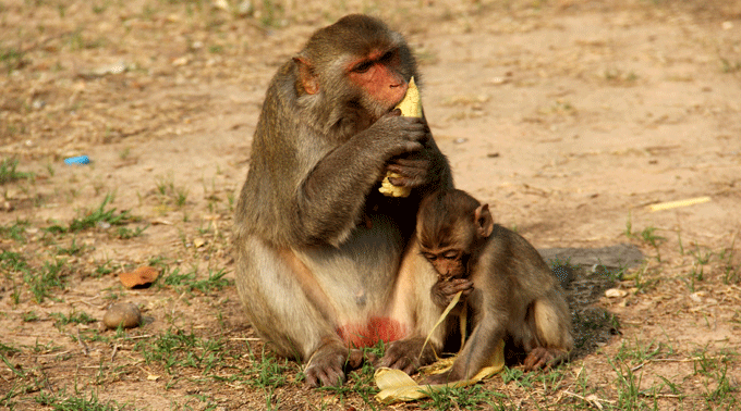 macaques1