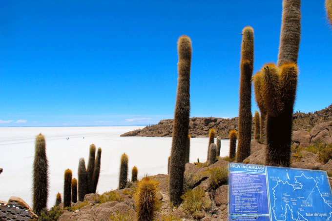 salar_cactus