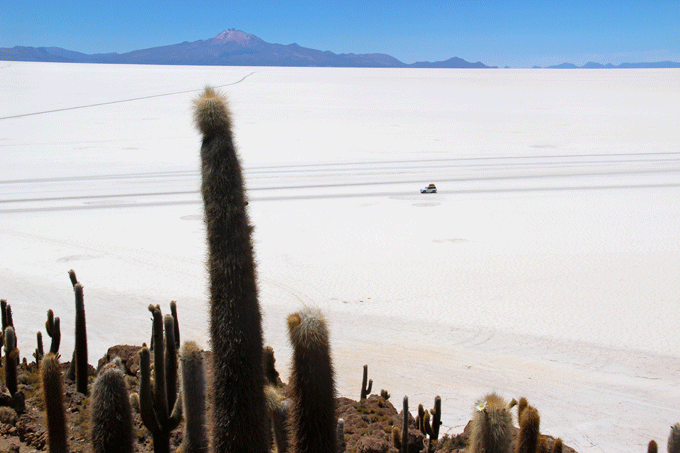 salar_cactus1