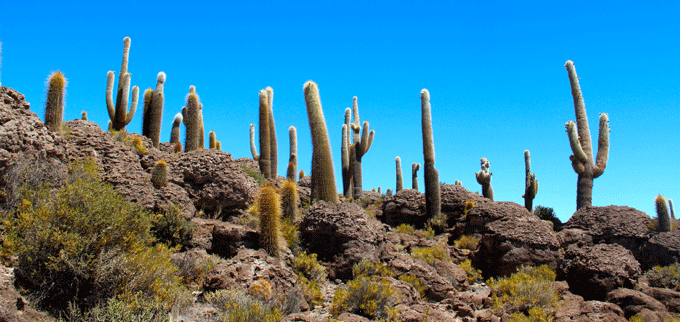 salar_cactus2