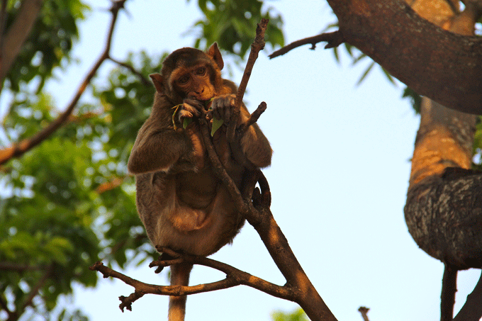 thai_macaques1