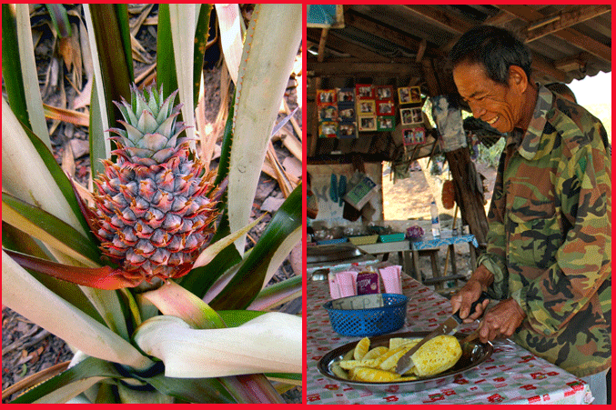 village_ananas2