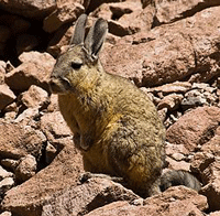 vizcacha