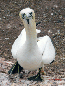 BONAVENTURE_PORTRAIT