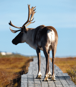 CARIBOU