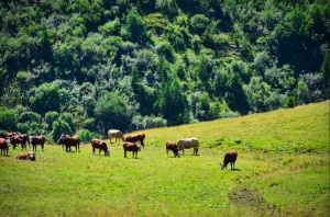 Les vaches de Morzine