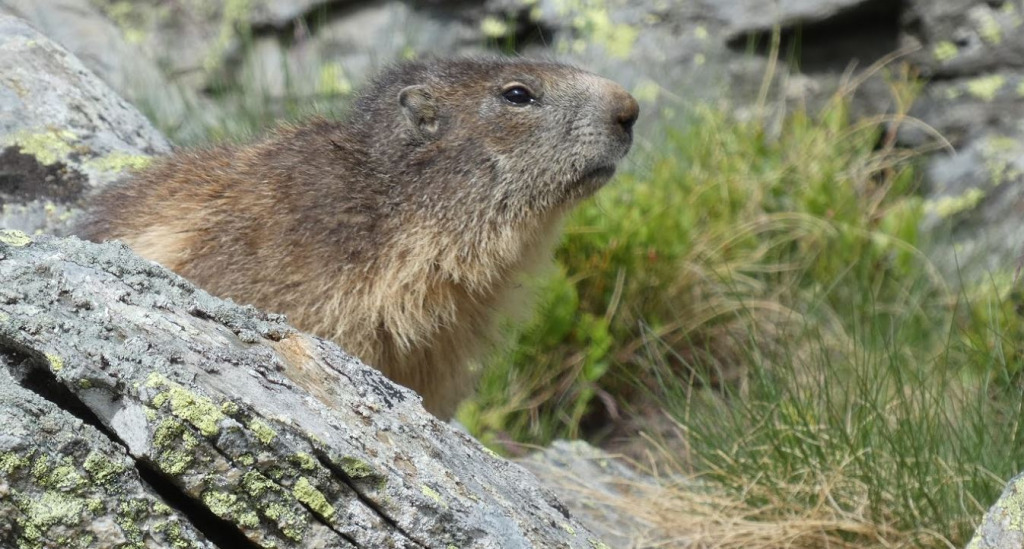 Marmote