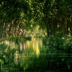 REPLANTONS LE CANAL DU MIDI